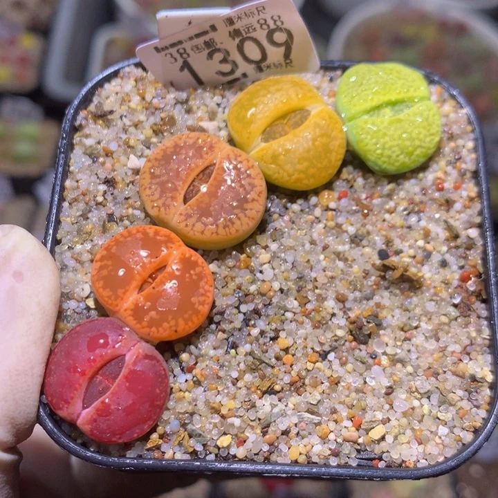 Sss精品生石花1309