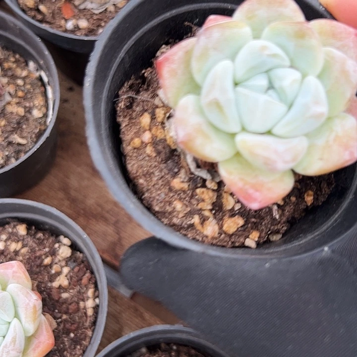 单头  奶油冰玉