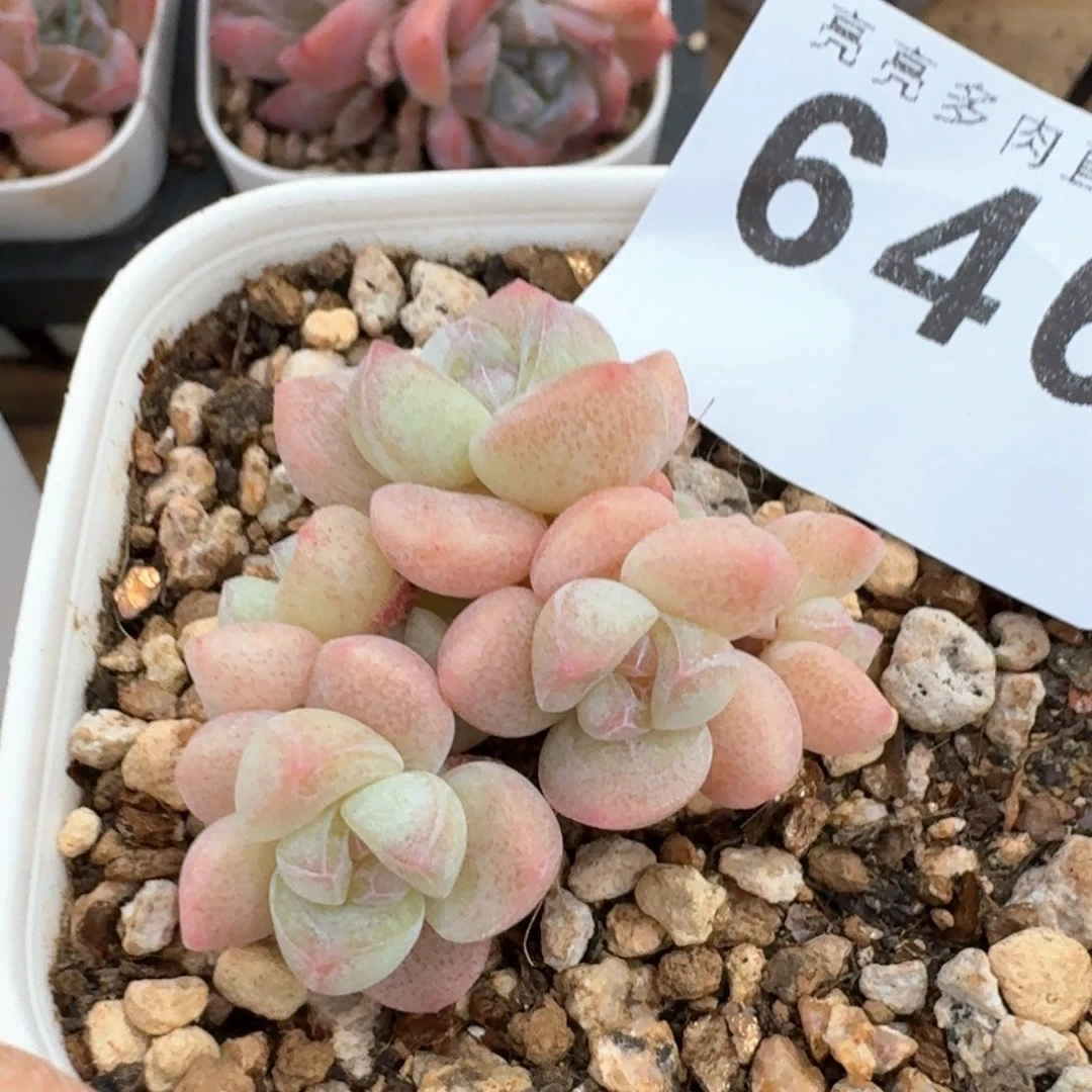 新***糖冰玉小脸白底            精美多肉植物