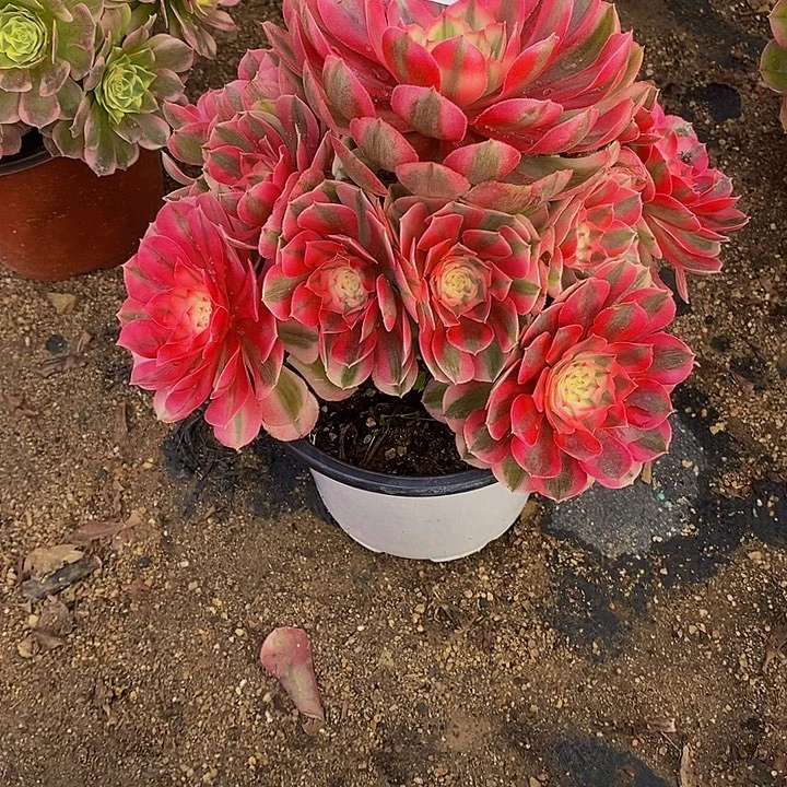 多肉植物倾城083多肉