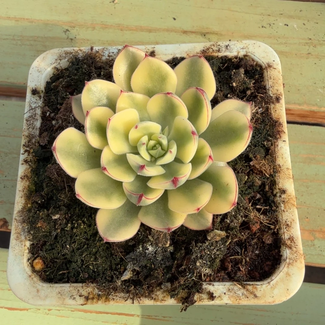 盛***荷丹尼尔锦锦上园艺一物一拍