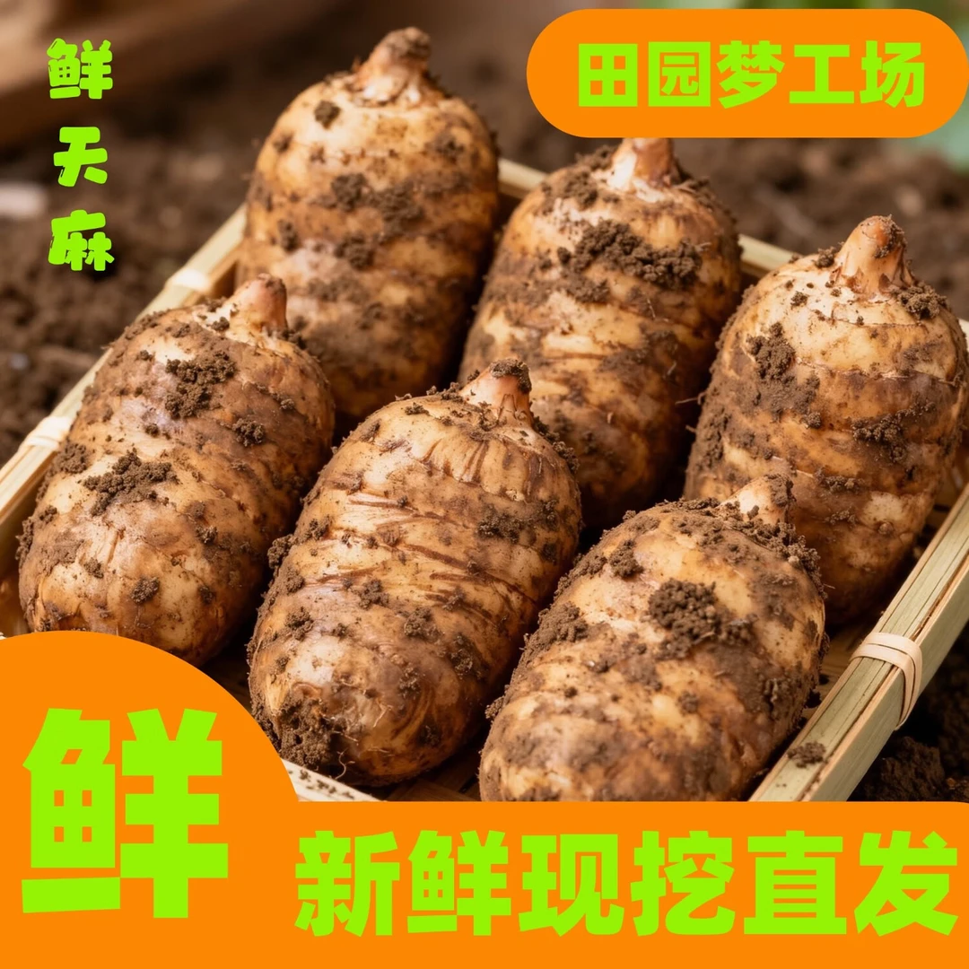 【优选好果】新鲜现挖采摘天麻现采现发仿野生种植天麻炖汤送礼炖鱼