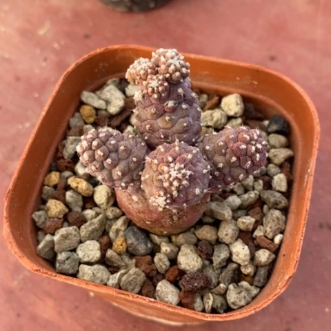 团扇小群3仙人球