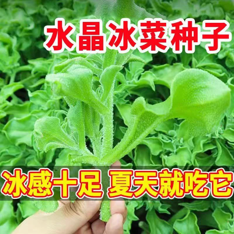 风冰菜种子正宗冰晶菜南方蔬菜四季种植长 寿菜营养高钙冻不死高