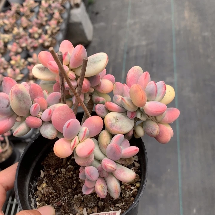 乒乓福娘锦多肉植物3385