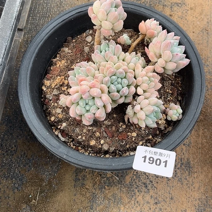 阿雅园艺。       1901奶糖