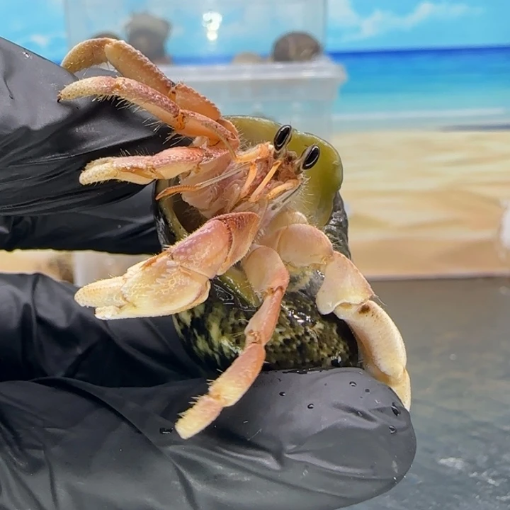 A42-1.5口活跃粉 灰白