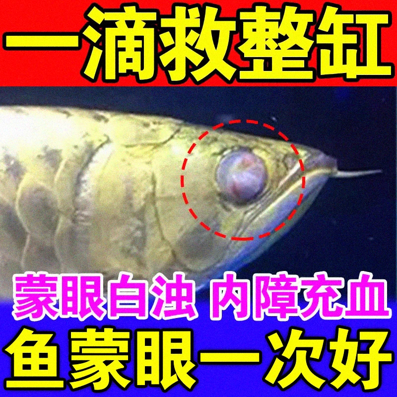 鱼蒙眼白眼凸眼专用眼睛肿胀充血睁不开龙鱼金鱼观赏鱼蒙眼用什么