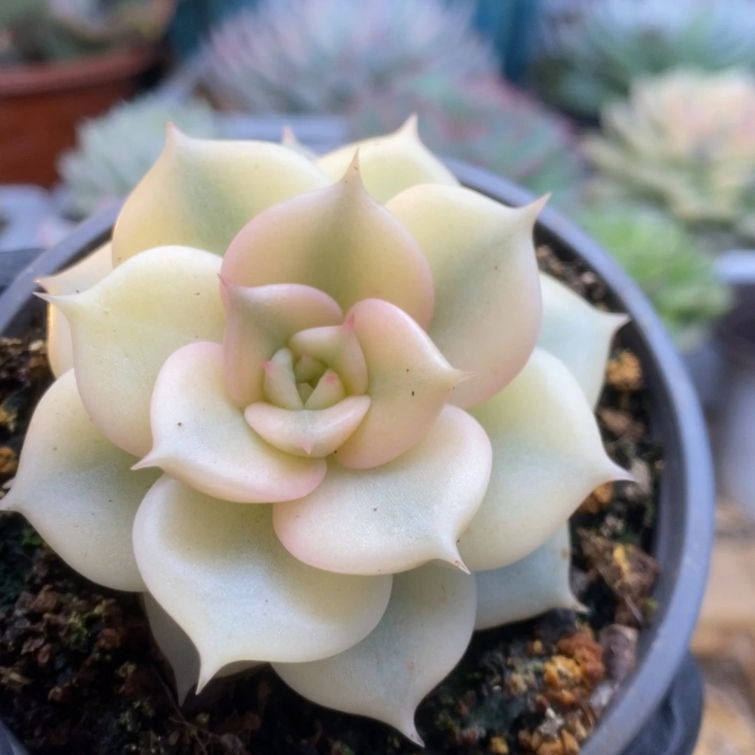 741贝加尔湖锦锦锦锦锦锦