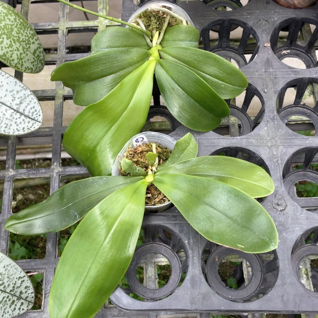 当前无花栽培后可以开花BT205，蓝宝贝交蓝鸟2.5