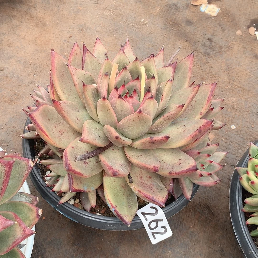 262乌木一物一拍多肉