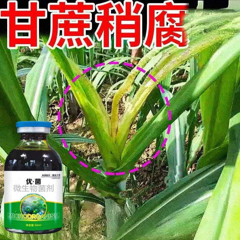 甘蔗微生物菌剂稍腐专用剂甘蔗锈叶斑黑穗赤腐黄叶黄化预防控制