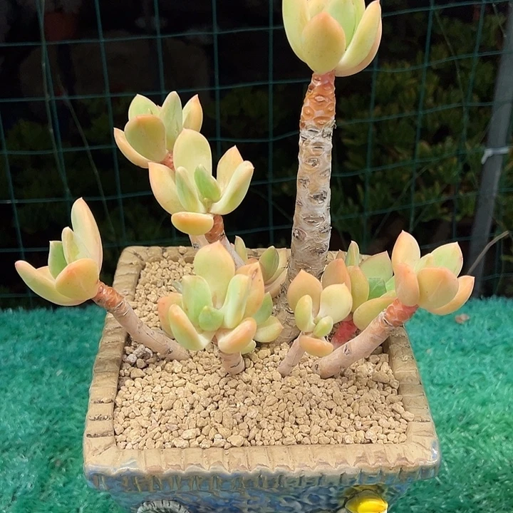 芒果美人，，，，，，，，，，，，，，，