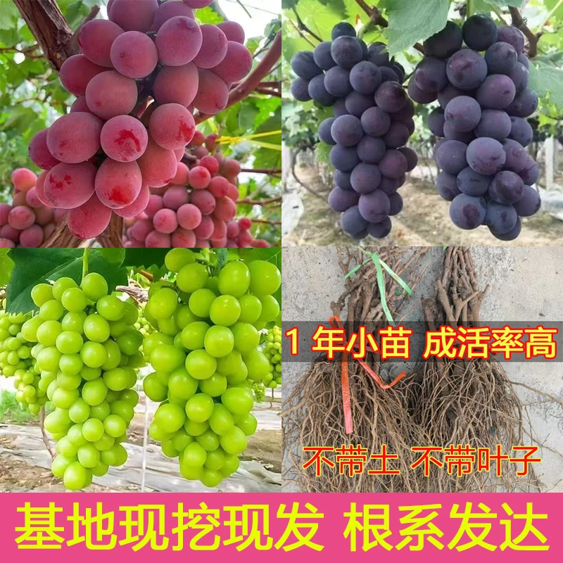 【根系发达】葡萄树小苗 多个品种选择 基地现挖现发扦插葡萄果树苗