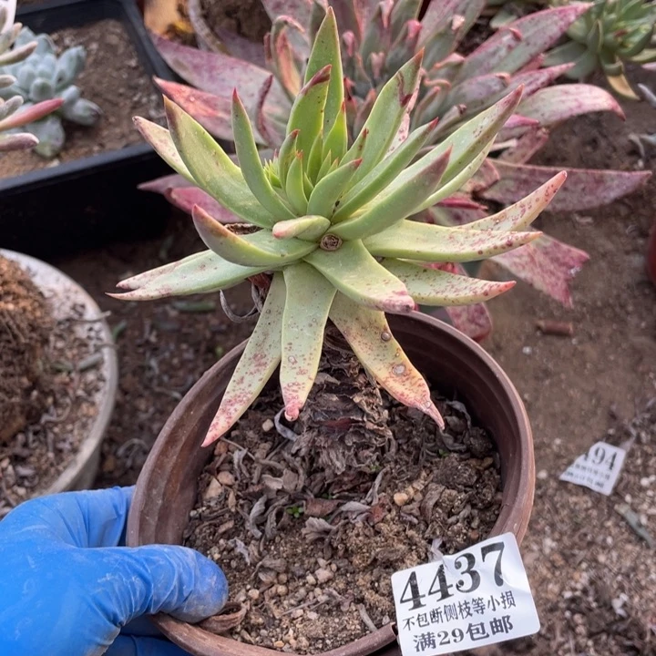 437号伊静思多肉植物