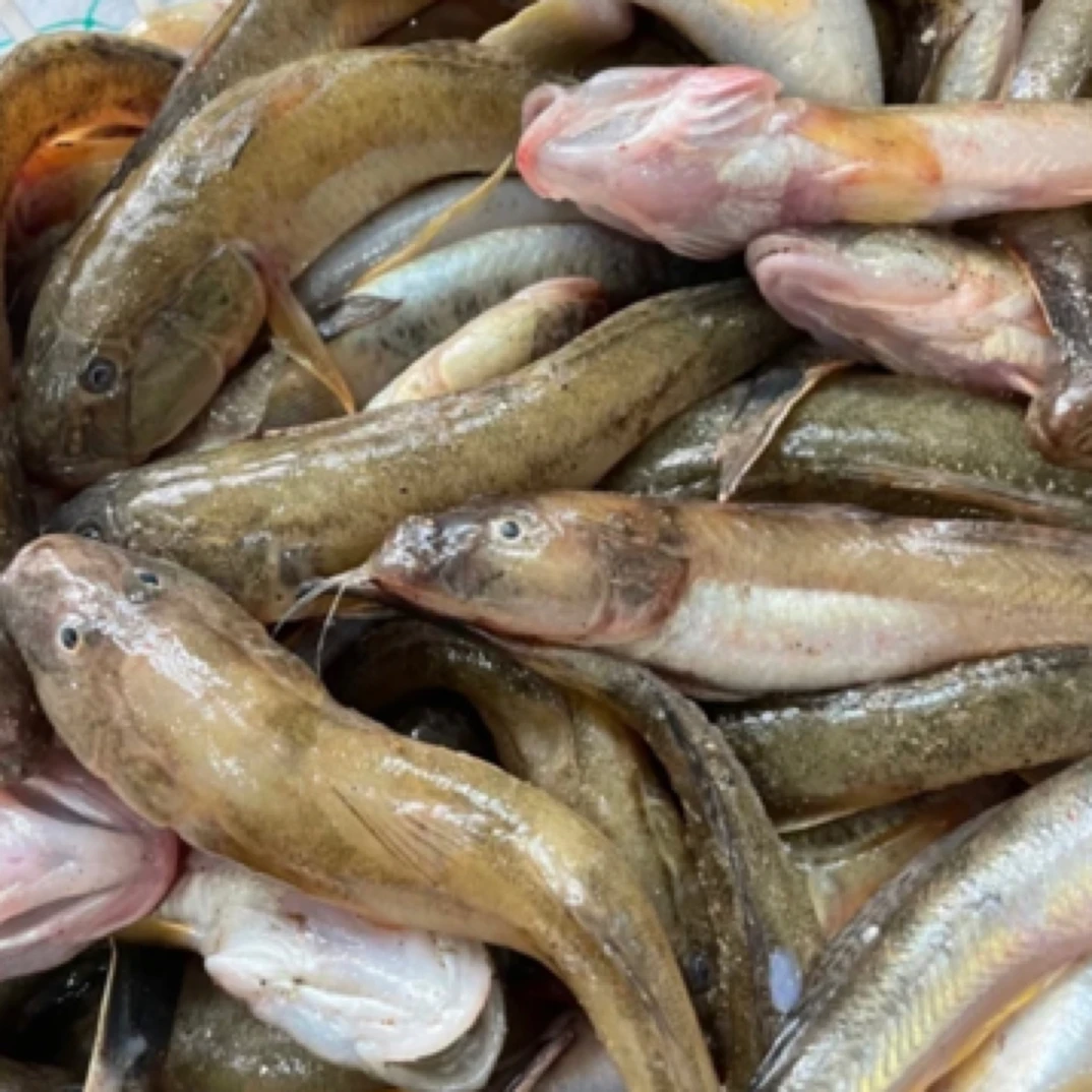 【小花家】楞蹦鱼5斤