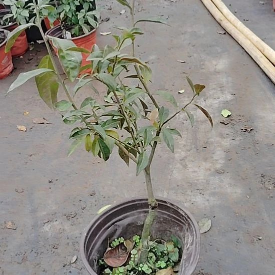 完全开放金弹子品种鸡蛋