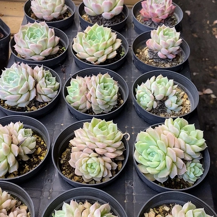 海玲娜福利多多去拍