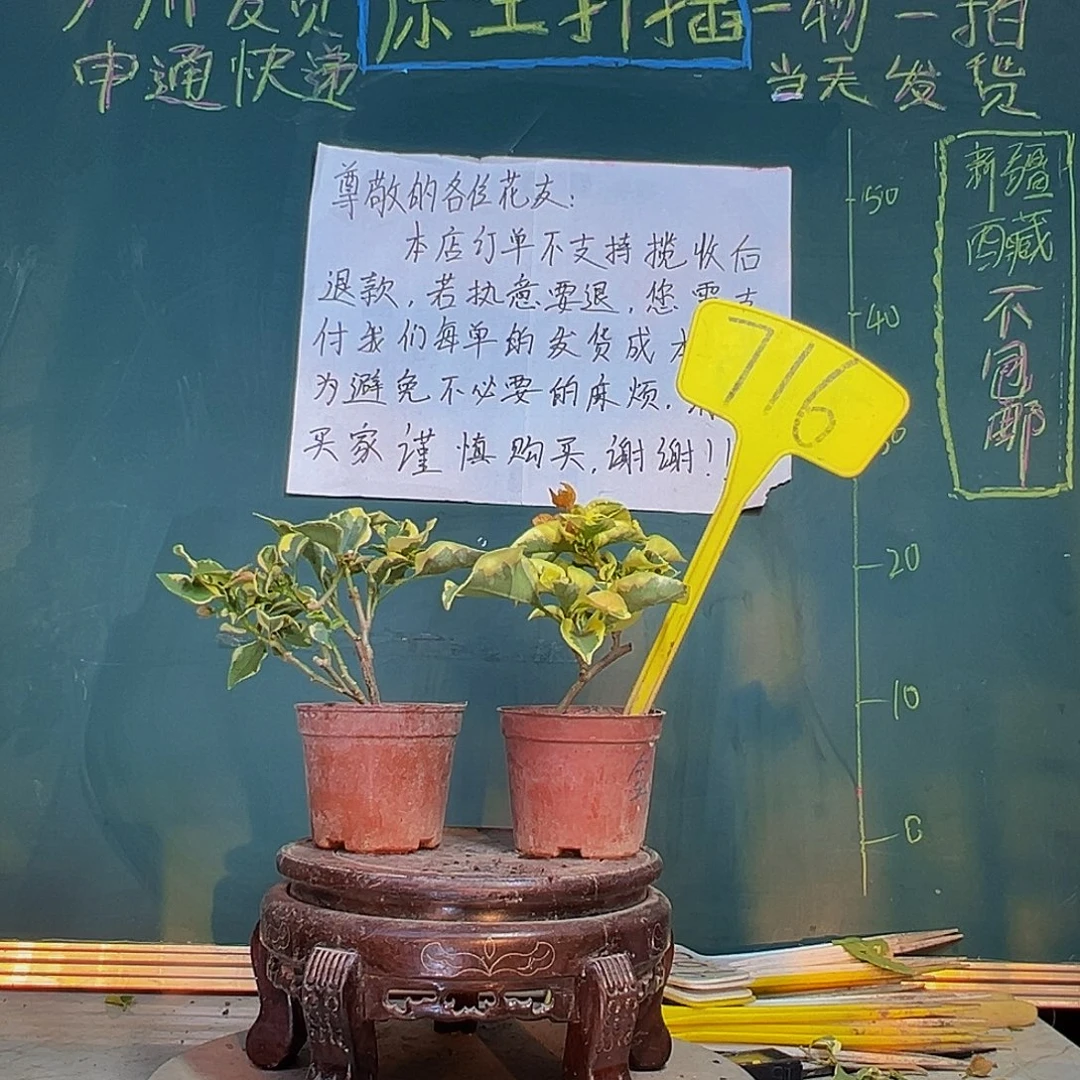 当前无花栽培后可以开花橙色条纹掌中宝 金边黄掌中宝716
