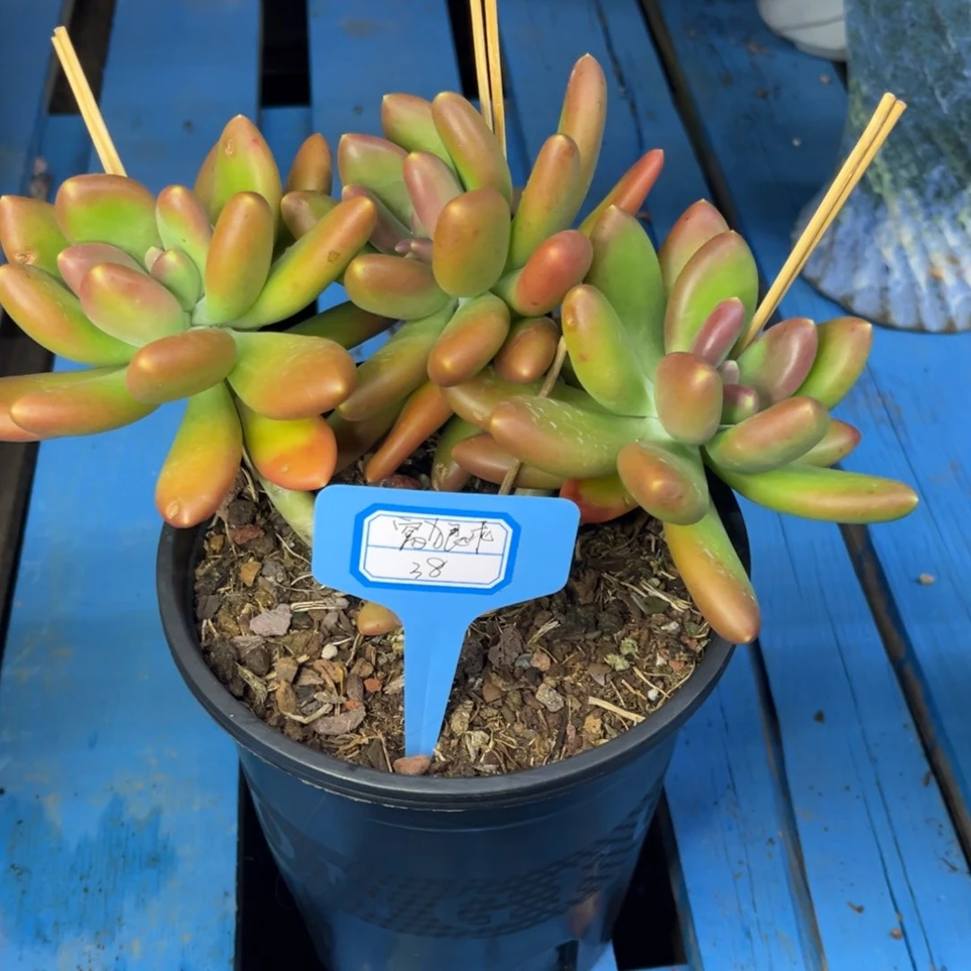 小雨多肉窝狠乖金蟾