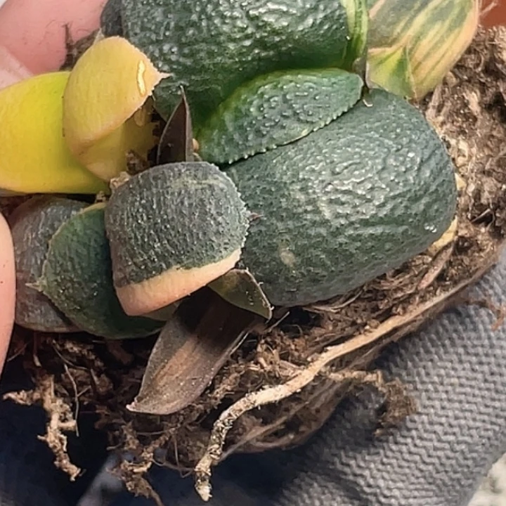 一物一拍竞拍福利拍