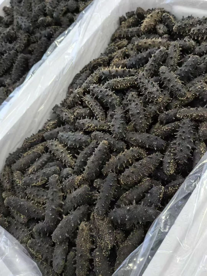 [30头] 大连辽参 海参