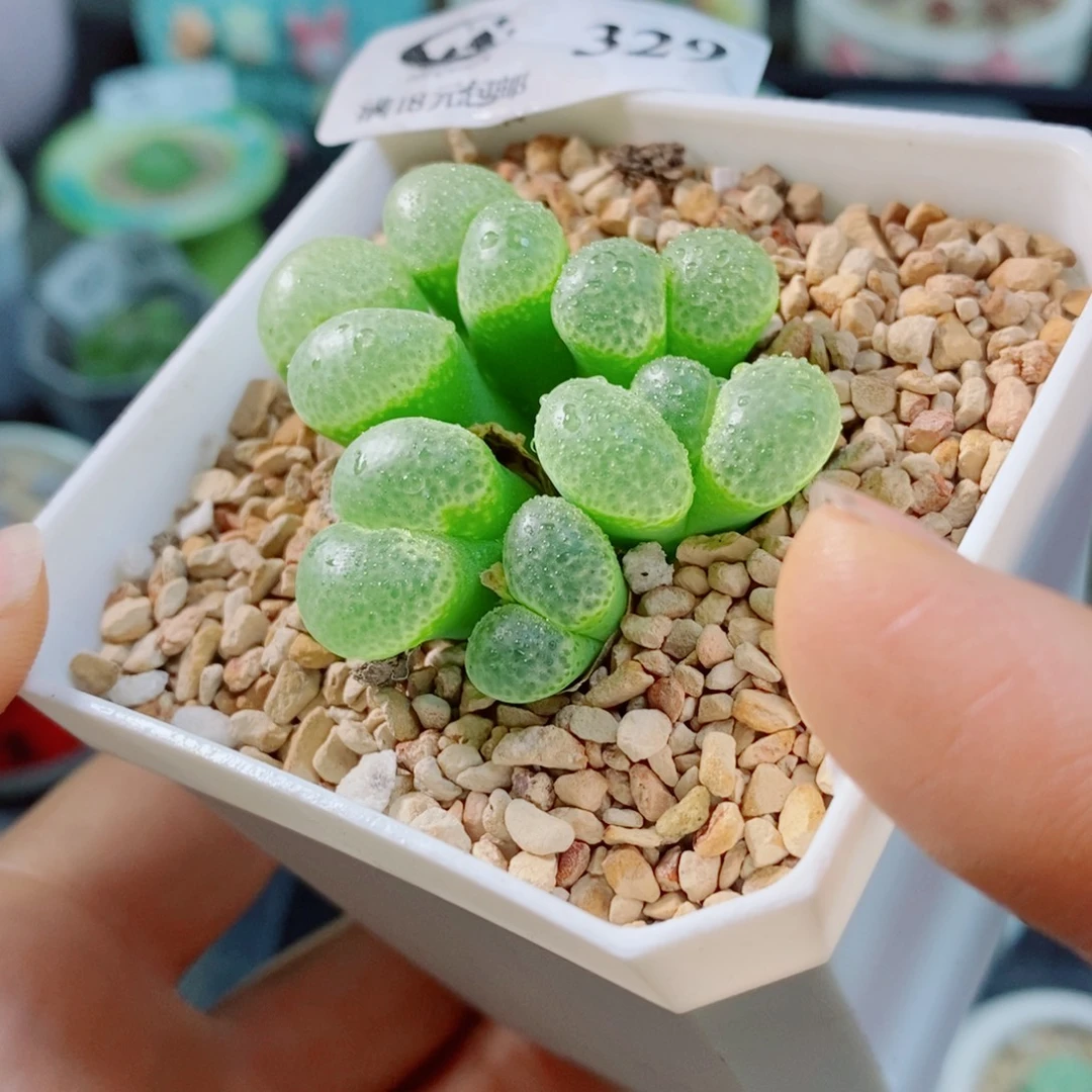 生石花花花花花花花329