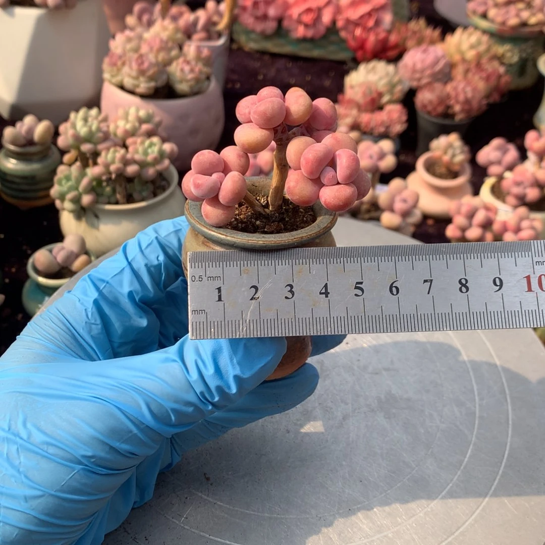 金*多80号带盆偏远地区不包邮的