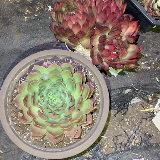 骑***神每日特价活动开始啦