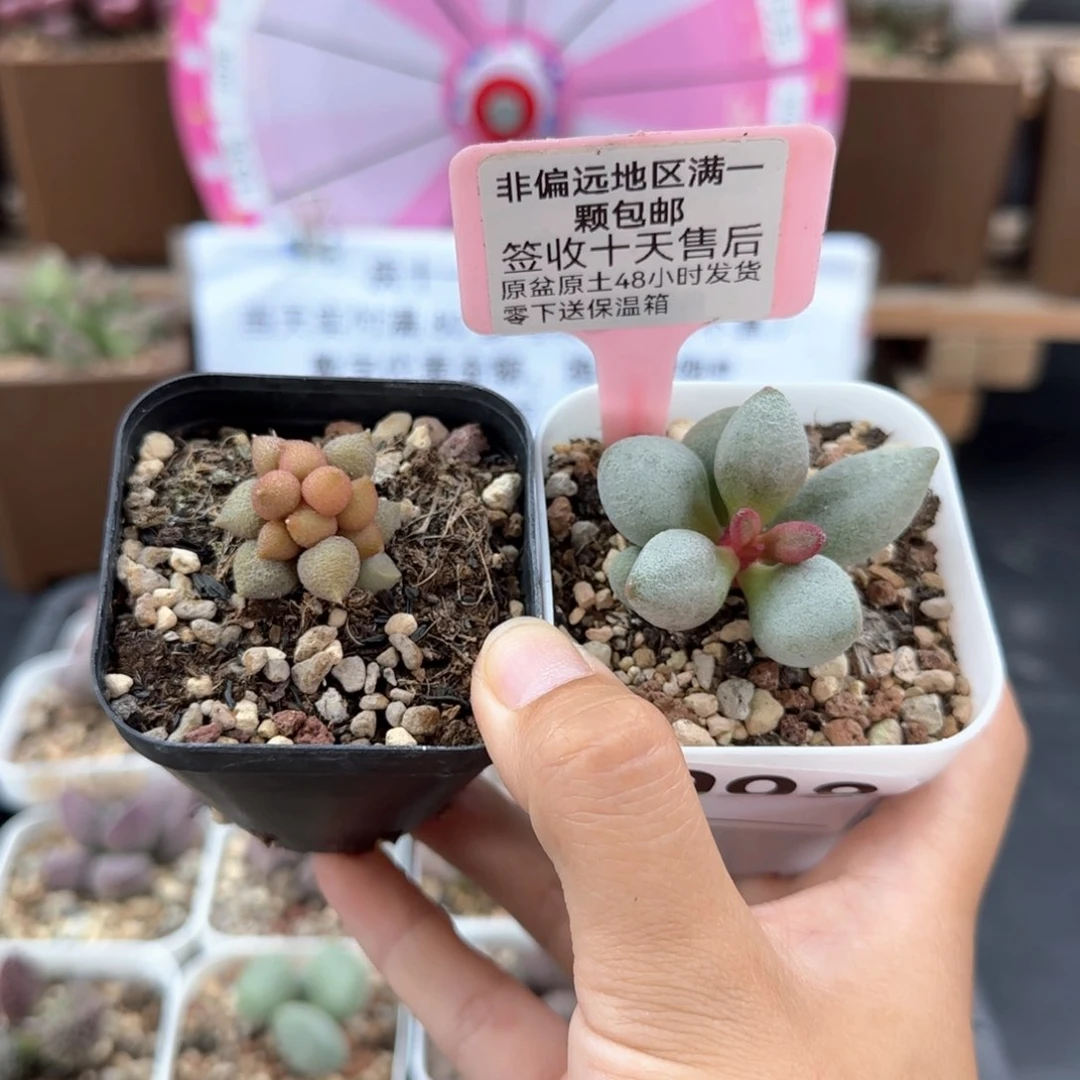998小辣椒白糖豆