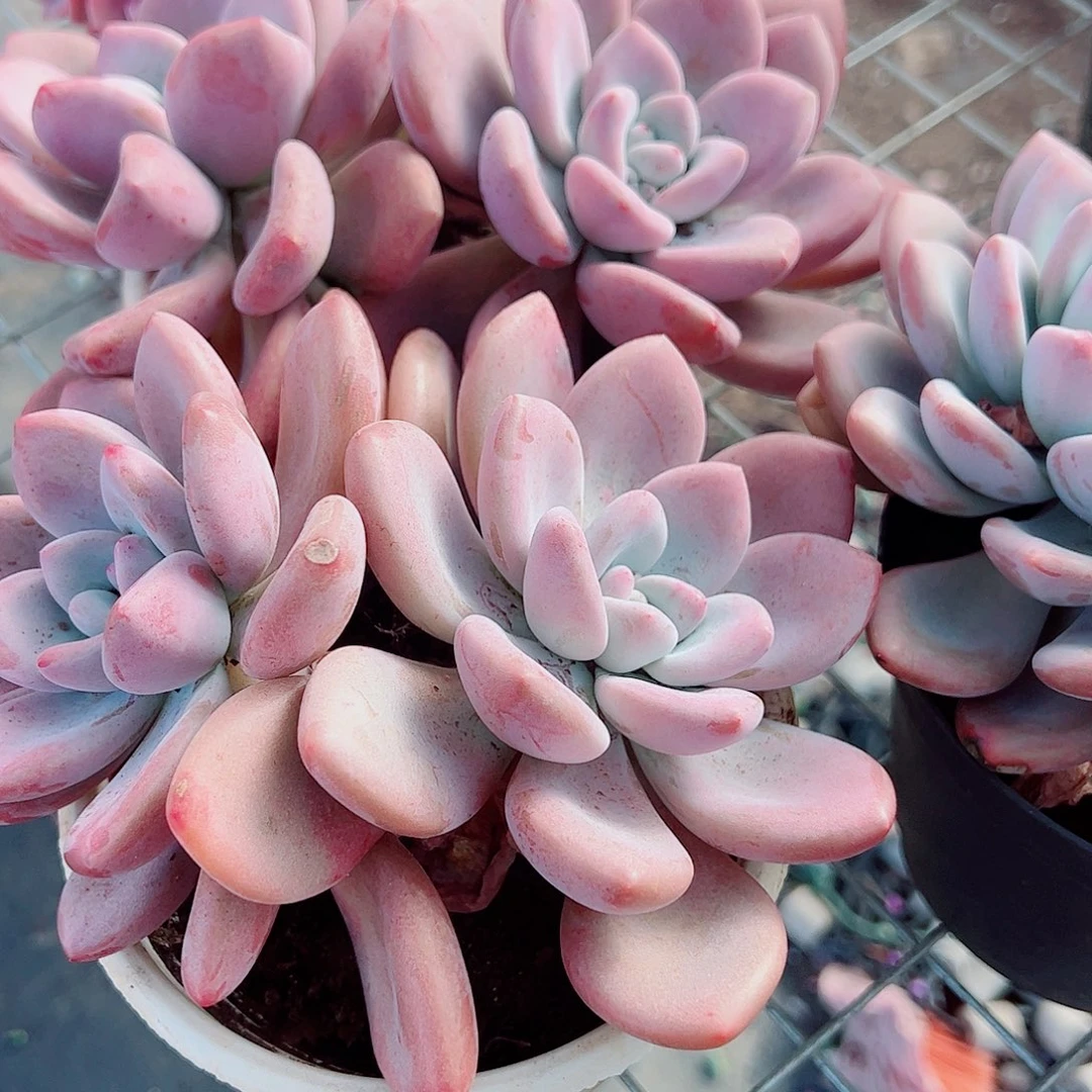 奥普琳娜双头起发精品