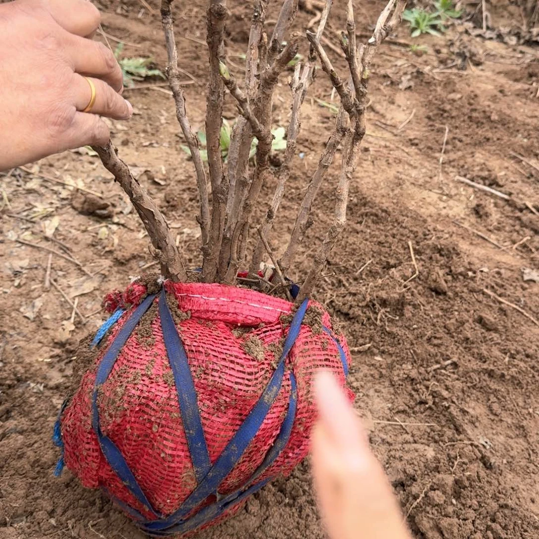 完全开放1111111111111个