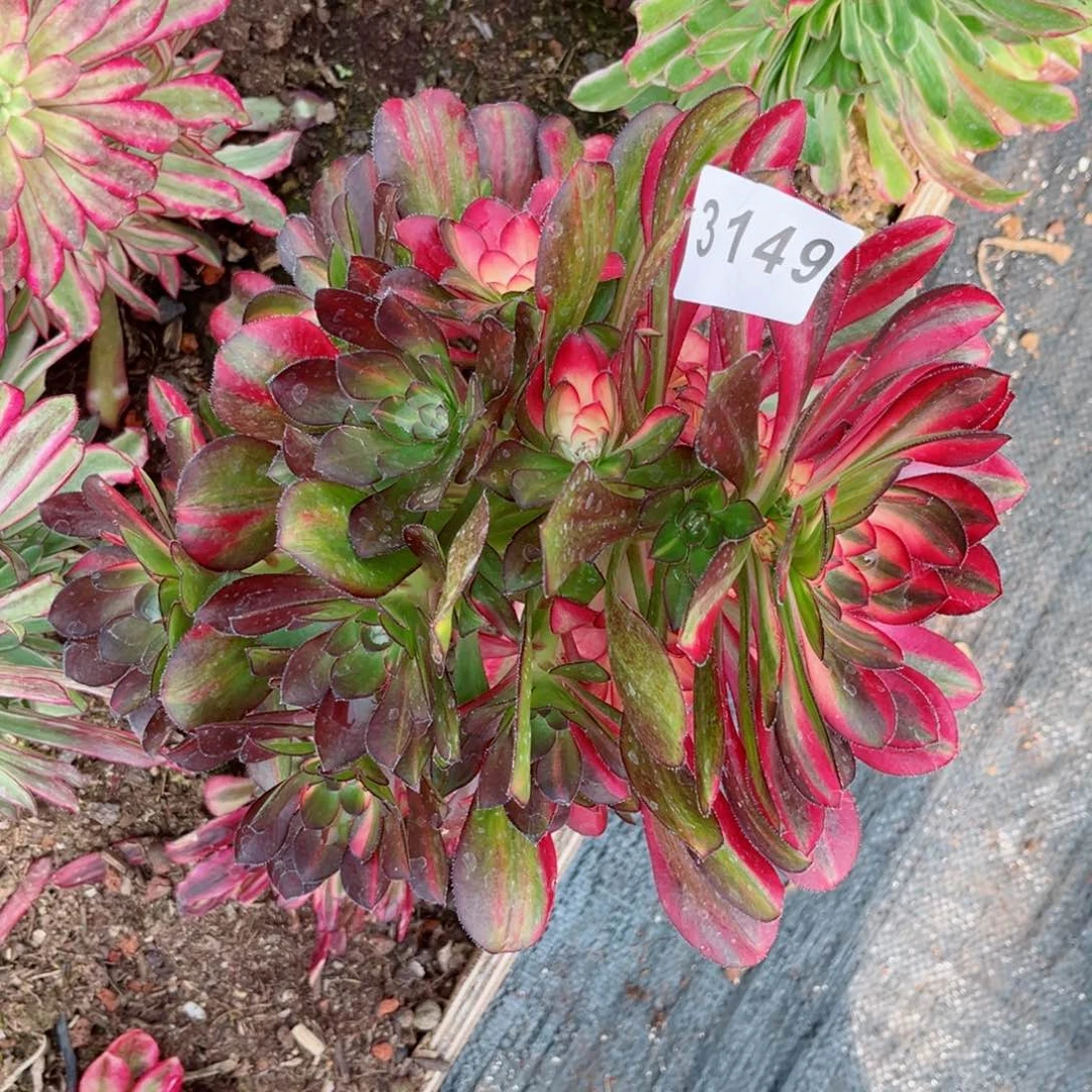 胡蝴蝶多肉发货发货