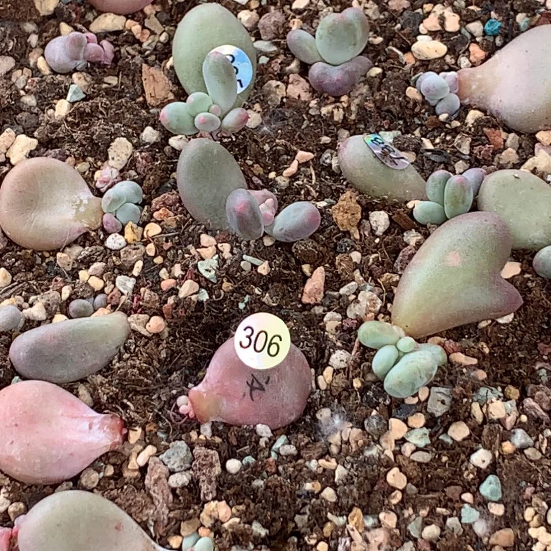 文乐叶插哈哈哈哈哈哈306