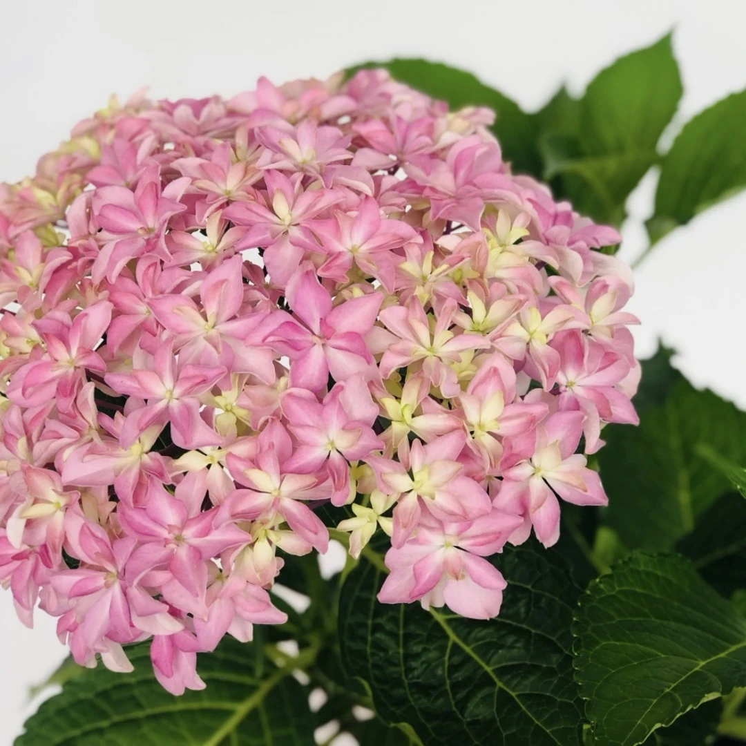 晓春花园【灵感】新老枝条开花-2加仑盆-不带花-不带花