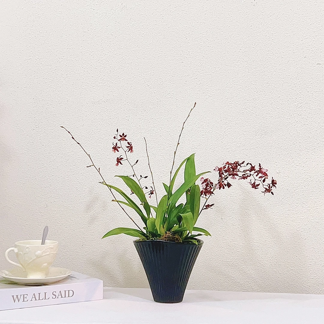 泰国香水文心兰带花香味精品室内高档办公室桌面开花期长兰花盆栽