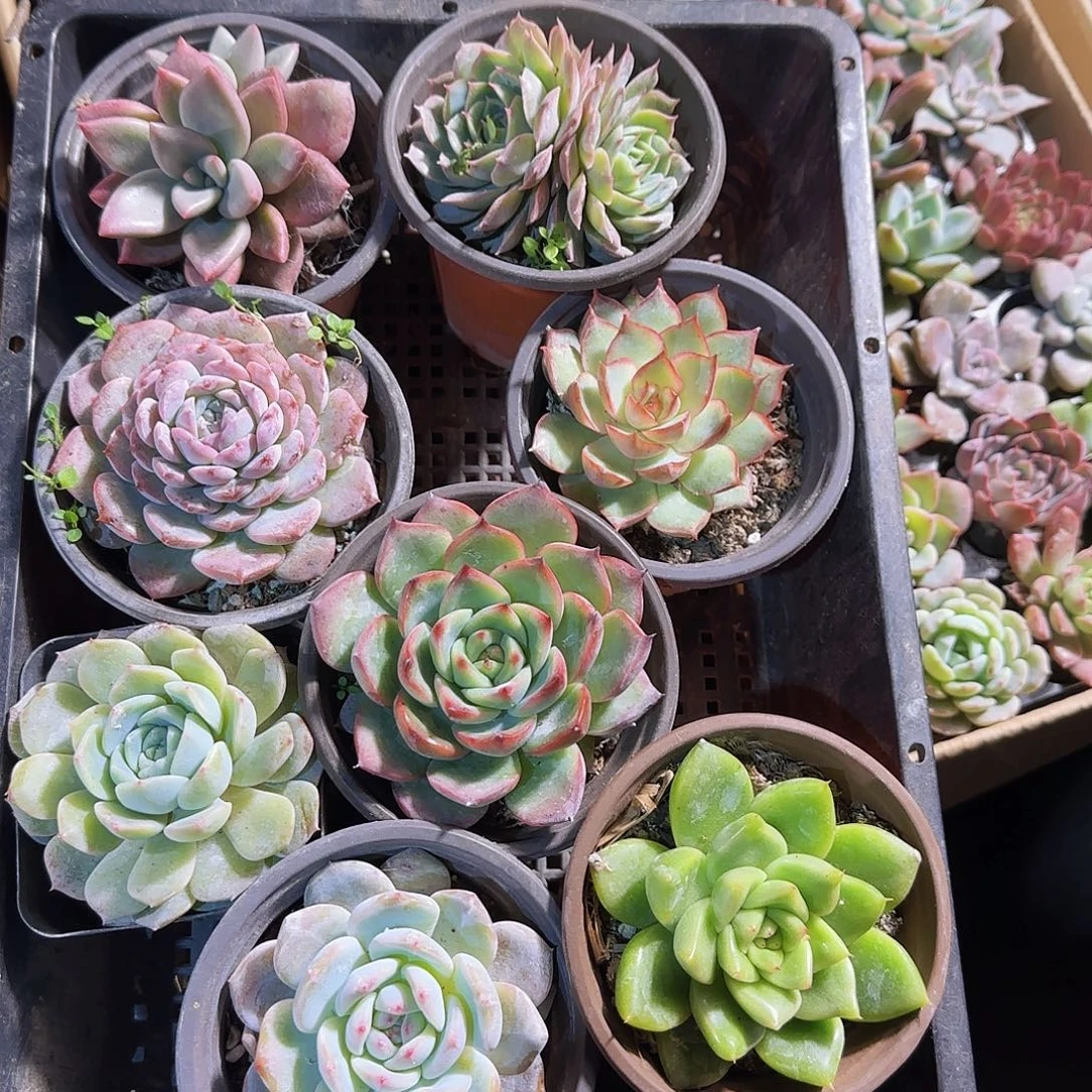 多肉植物带盆发货