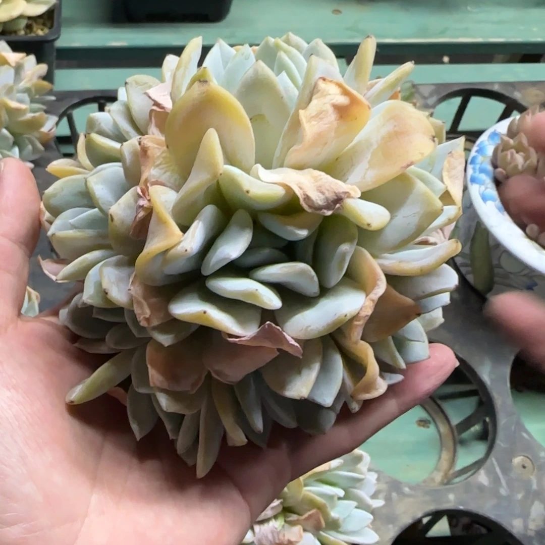 9头雪特，发货点延迟