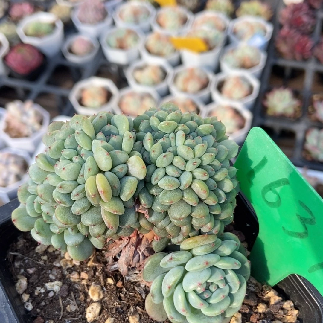 1637白胖子缀多肉植物保护