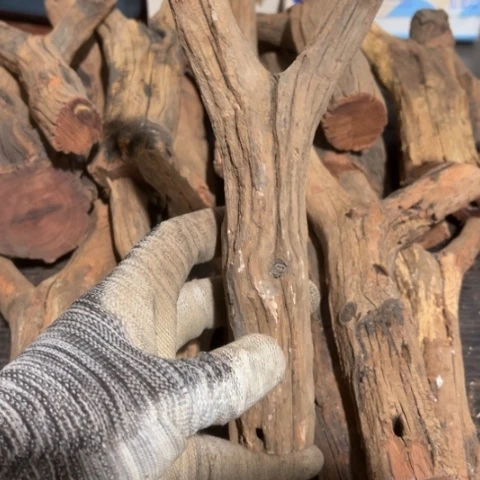 大果紫檀（缅甸花梨）@****车