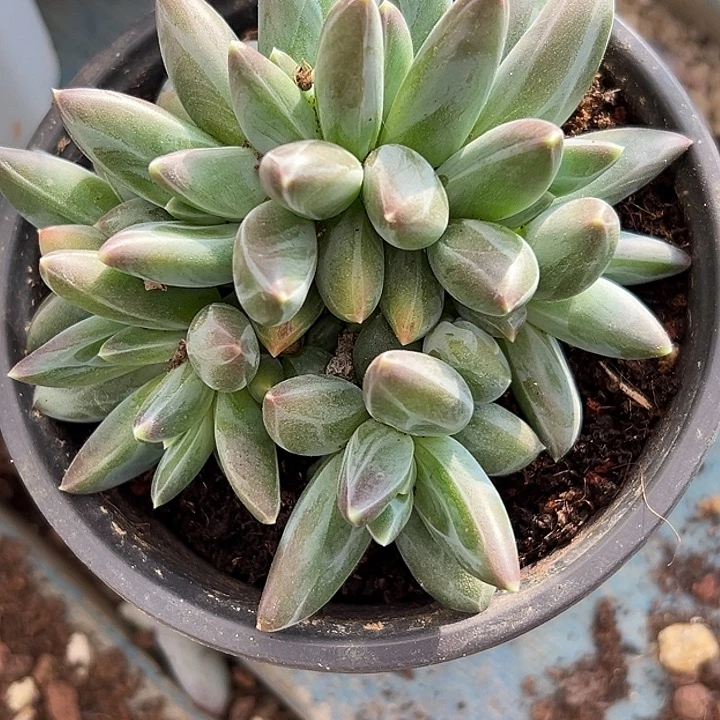 赵****美人一物一拍特价