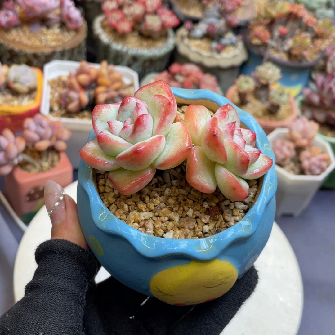 草莓泡芙双头带盆
