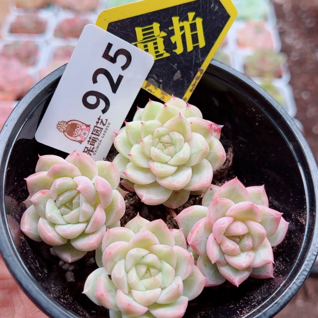 当前无花朵，栽培后可花朵