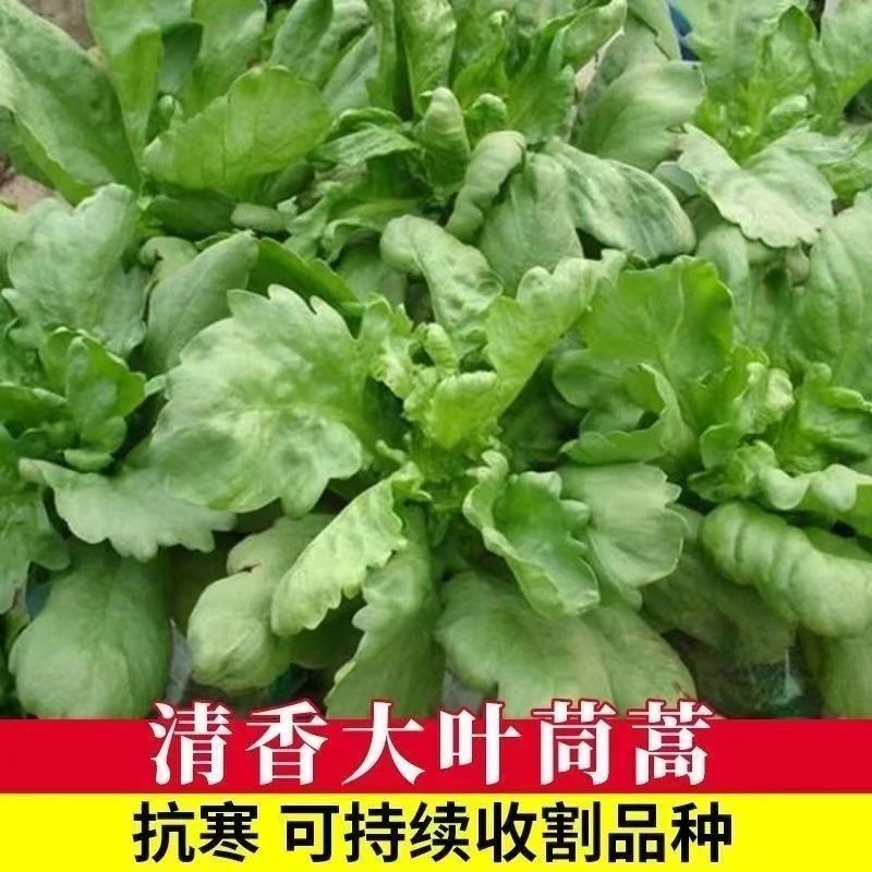 春季大叶茼蒿种子皇帝菜春季夏秋冬盆栽阳台庭院四季青蔬菜种籽孑