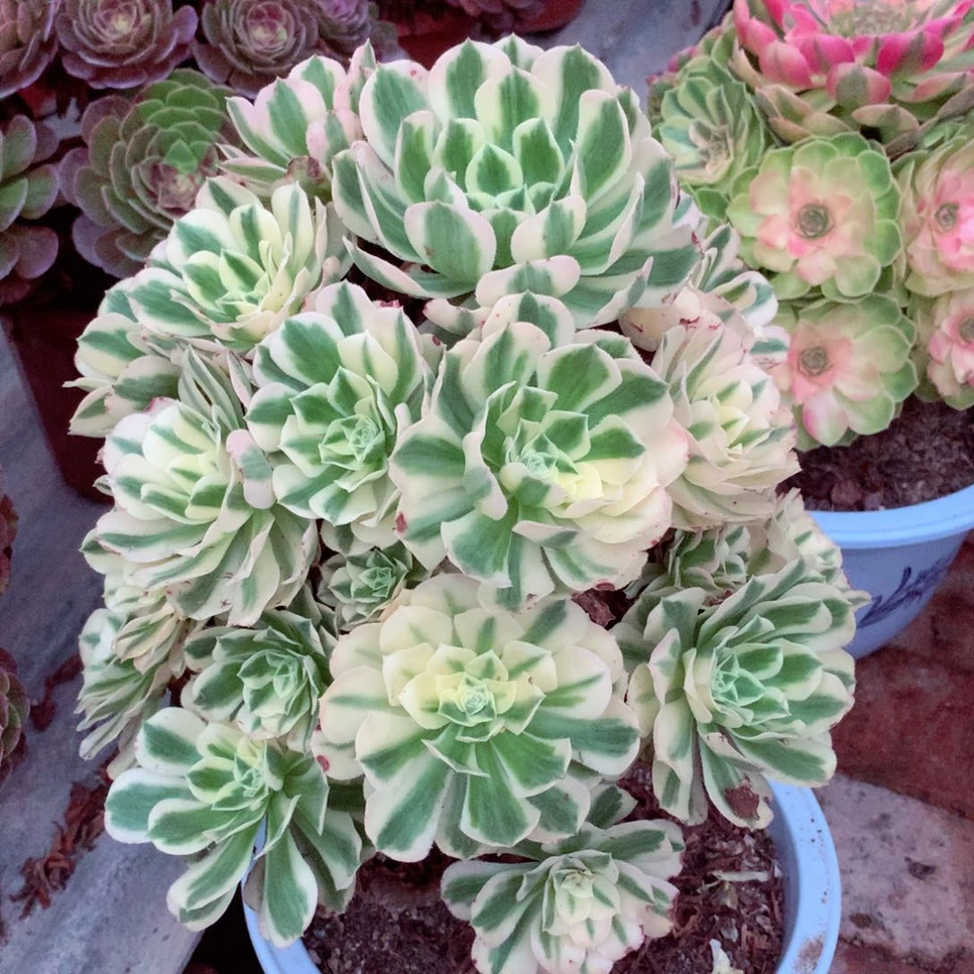 迈巴赫老桩，多肉植物