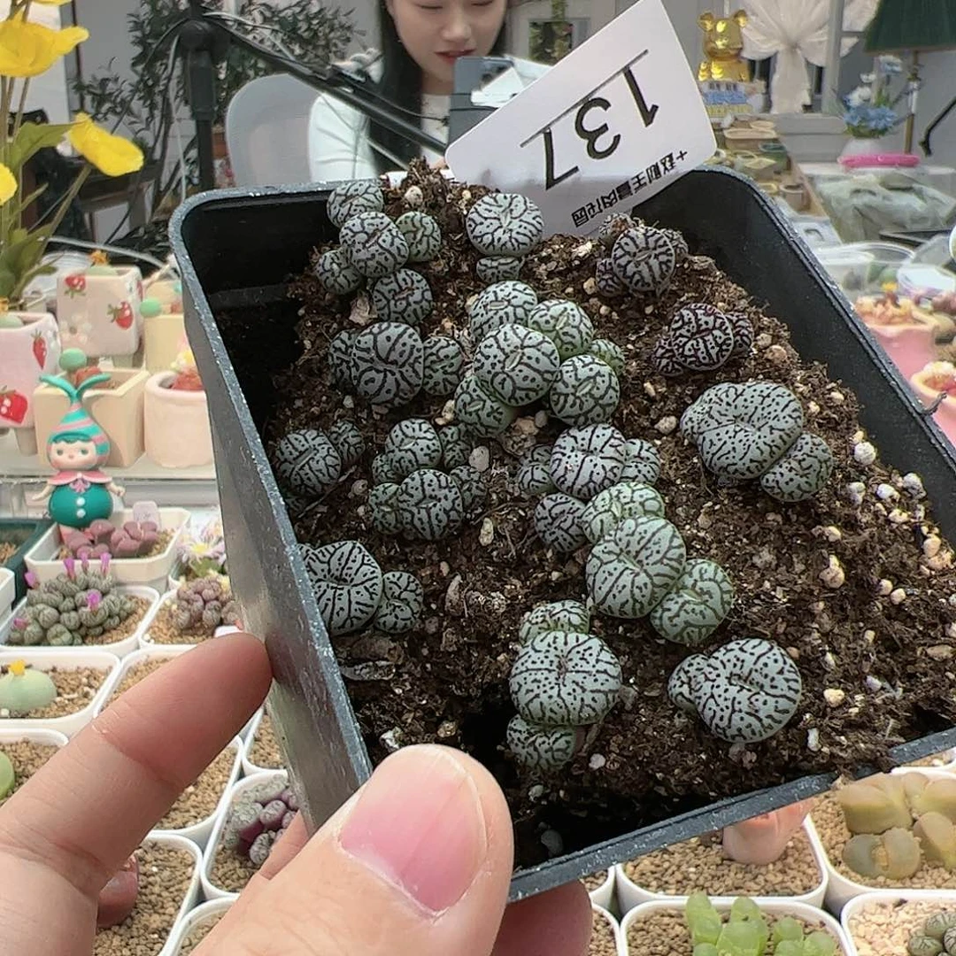 【闪购商品】137 开播福利 脱土