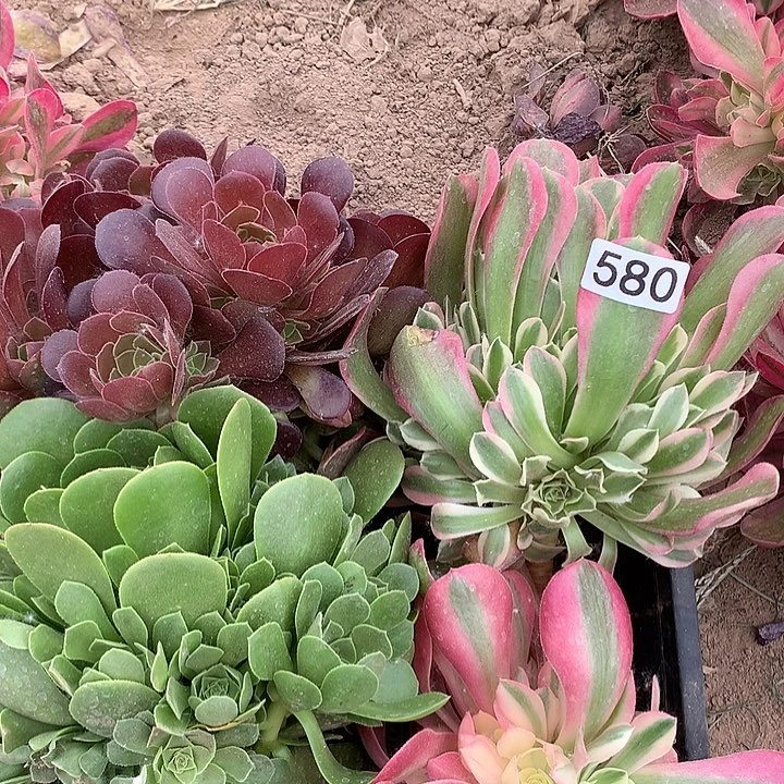 无花朵580四颗多肉植物组合4