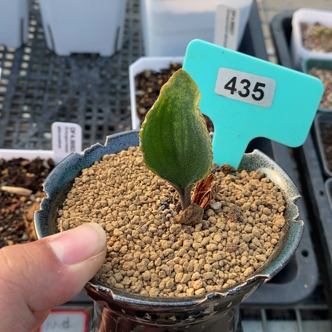 金边爱心雾冰玉产地