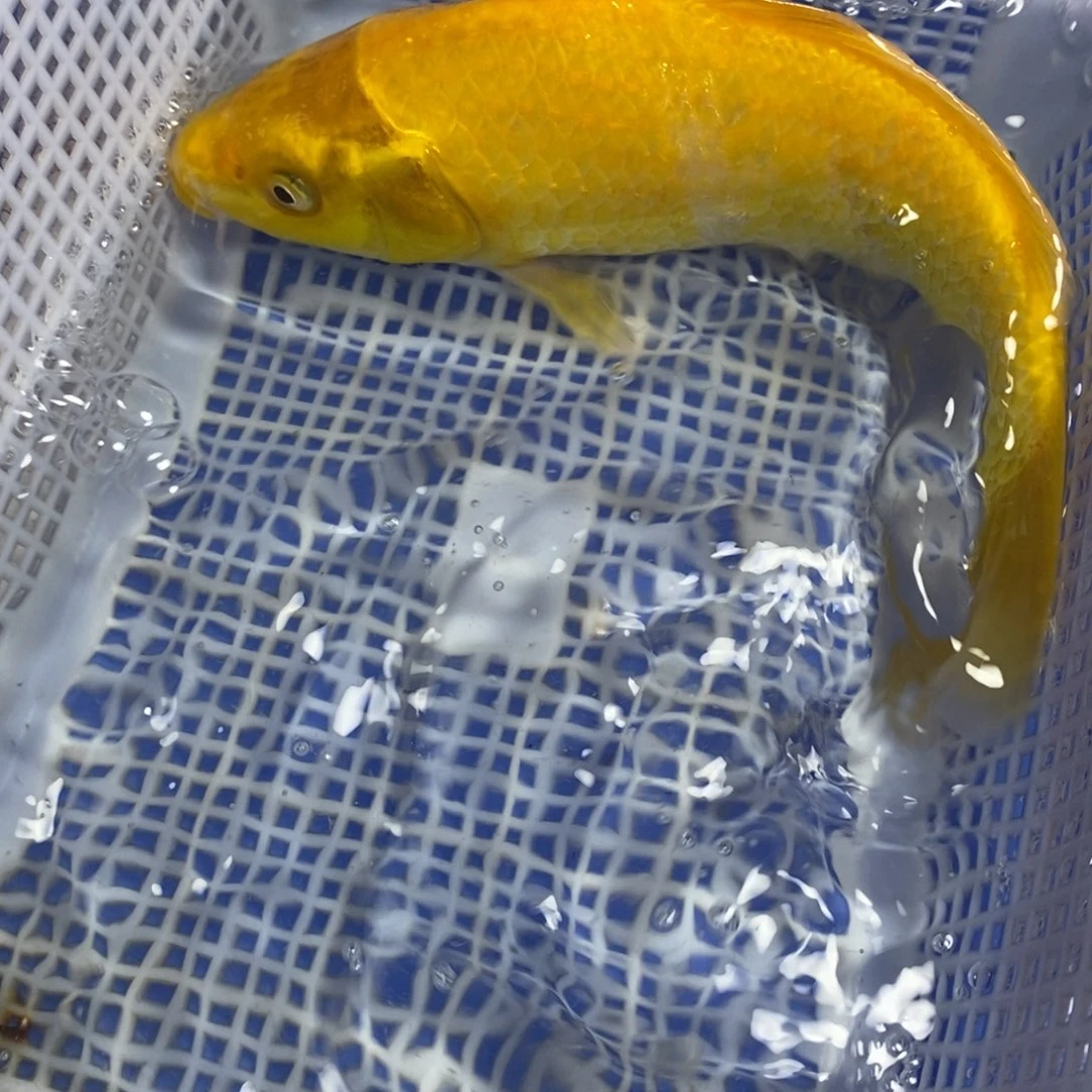 锦鲤冷水锦鲤包邮