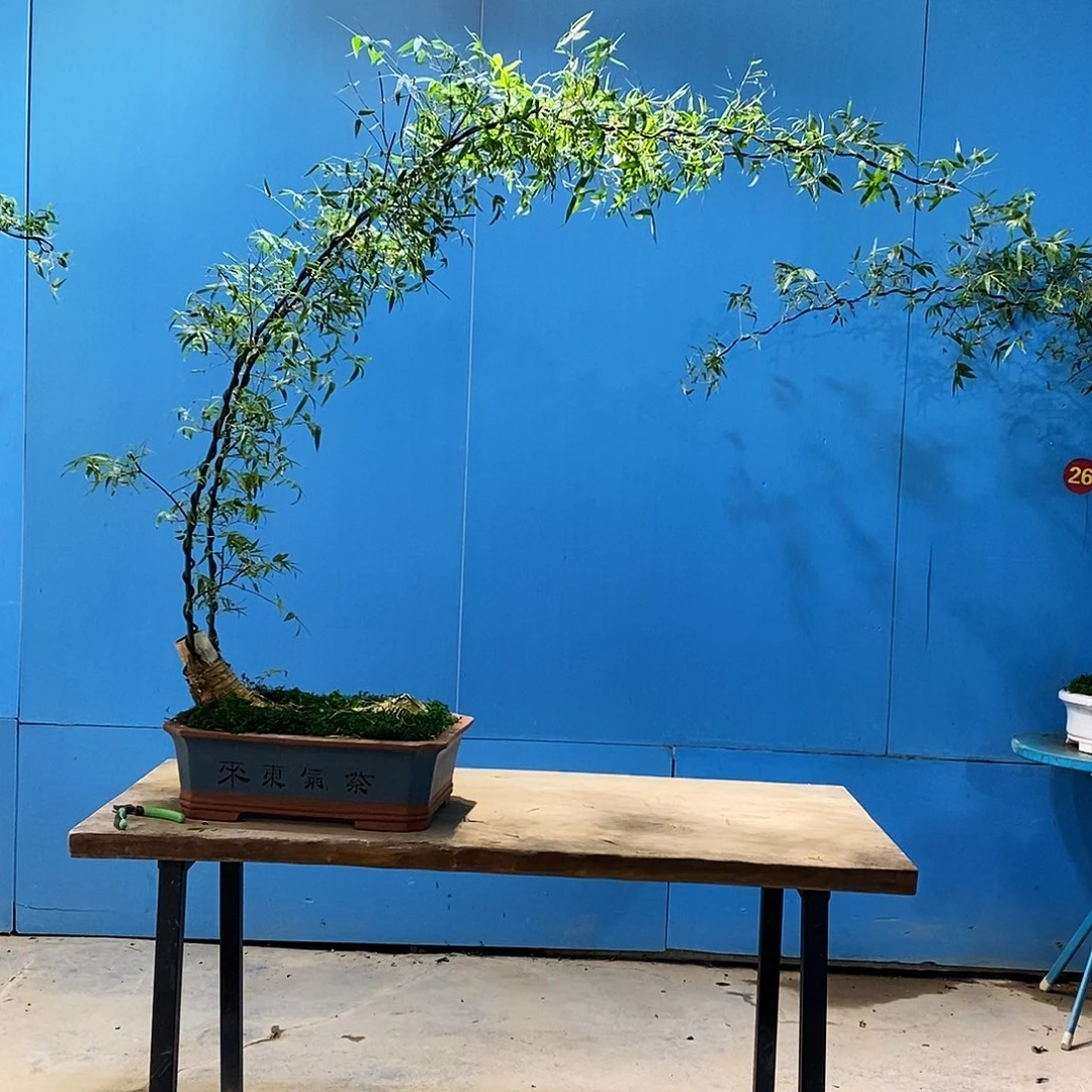 海**空小叶簕竹一物一拍